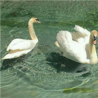 清新美好绿色头像_WWW.TQQA.COM