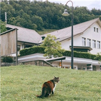 清新美好绿色头像_WWW.TQQA.COM