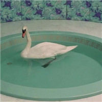 清新美好绿色头像_WWW.TQQA.COM