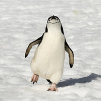 可爱企鹅头像图片_WWW.TQQA.COM