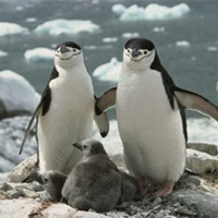 可爱企鹅头像图片_WWW.TQQA.COM