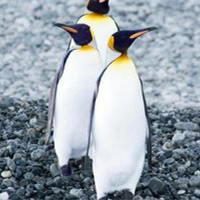 可爱企鹅头像图片_WWW.TQQA.COM