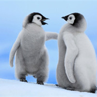 可爱企鹅头像图片_WWW.TQQA.COM