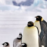 可爱企鹅头像图片_WWW.TQQA.COM