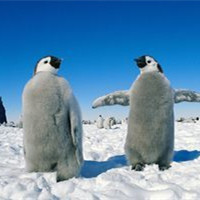 可爱企鹅头像图片_WWW.TQQA.COM