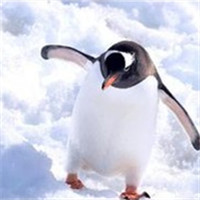 可爱企鹅头像图片_WWW.TQQA.COM