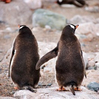 可爱企鹅头像图片_WWW.TQQA.COM