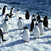 可爱企鹅头像图片_WWW.TQQA.COM