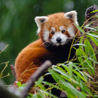可爱的熊猫头像_WWW.TQQA.COM