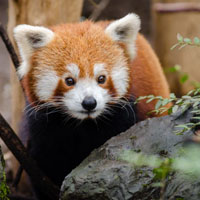 可爱的熊猫头像_WWW.TQQA.COM