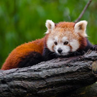 可爱的熊猫头像_WWW.TQQA.COM