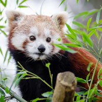 可爱的熊猫头像_WWW.TQQA.COM