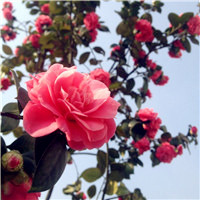 最好看的花朵微信头像_WWW.TQQA.COM