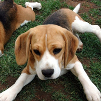 可爱小宠物比格犬头像图片_WWW.TQQA.COM
