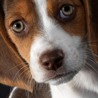 可爱小宠物比格犬头像图片_WWW.TQQA.COM