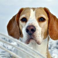 可爱小宠物比格犬头像图片_WWW.TQQA.COM