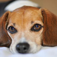 可爱小宠物比格犬头像图片_WWW.TQQA.COM