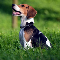 可爱小宠物比格犬头像图片_WWW.TQQA.COM