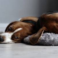 可爱小宠物比格犬头像图片_WWW.TQQA.COM