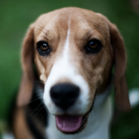可爱小宠物比格犬头像图片_WWW.TQQA.COM