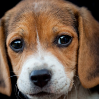可爱小宠物比格犬头像图片_WWW.TQQA.COM