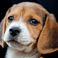 可爱小宠物比格犬头像图片_WWW.TQQA.COM