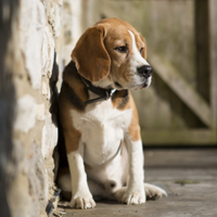 可爱小宠物比格犬头像图片_WWW.TQQA.COM