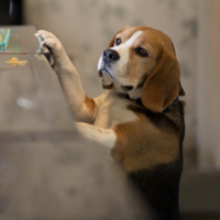 可爱小宠物比格犬头像图片_WWW.TQQA.COM