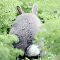 可爱卖萌小兔子头像_WWW.TQQA.COM