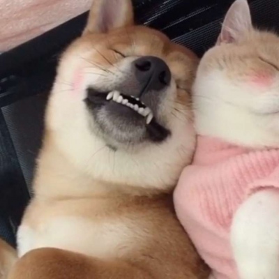 猫和狗的情侣头像_WWW.TQQA.COM
