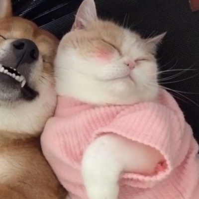 猫和狗的情侣头像_WWW.TQQA.COM