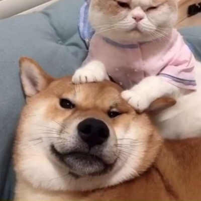 猫和狗的情侣头像_WWW.TQQA.COM