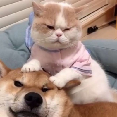 猫和狗的情侣头像_WWW.TQQA.COM