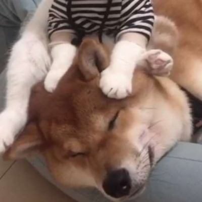 猫和狗的情侣头像_WWW.TQQA.COM