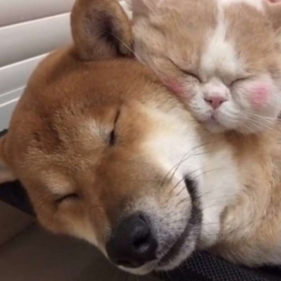 猫和狗的情侣头像_WWW.TQQA.COM