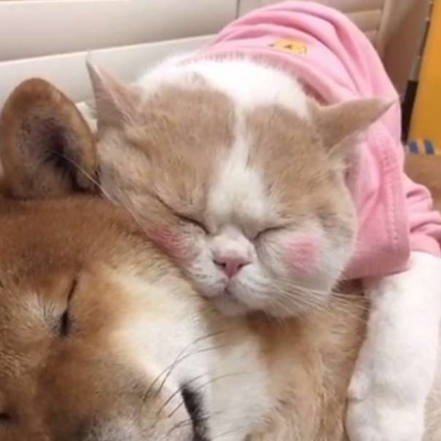 猫和狗的情侣头像_WWW.TQQA.COM
