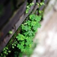 四叶草图片头像_WWW.TQQA.COM