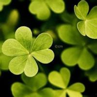 四叶草图片头像_WWW.TQQA.COM