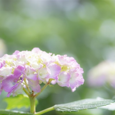 适合中年妈妈微信头像_WWW.TQQA.COM