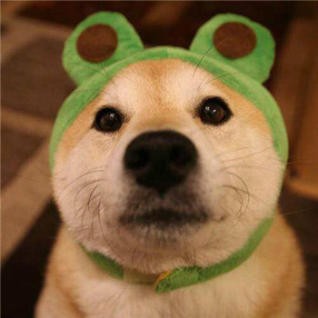 柴犬情侣头像一左一右_WWW.TQQA.COM