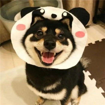 柴犬情侣头像一左一右_WWW.TQQA.COM