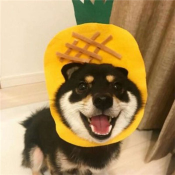柴犬情侣头像一左一右_WWW.TQQA.COM