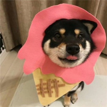 柴犬情侣头像一左一右_WWW.TQQA.COM