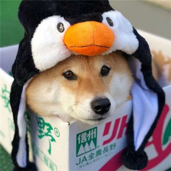 柴犬情侣头像一左一右_WWW.TQQA.COM