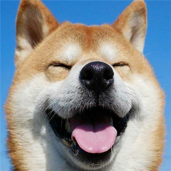 柴犬情侣头像一左一右_WWW.TQQA.COM