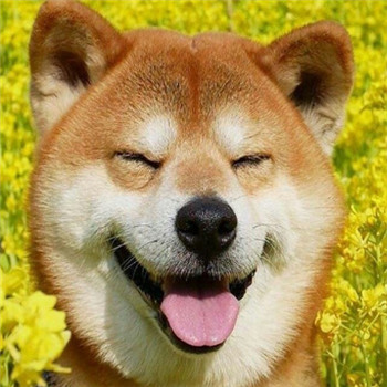 柴犬情侣头像一左一右_WWW.TQQA.COM