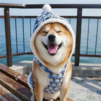 柴犬情侣头像一左一右_WWW.TQQA.COM