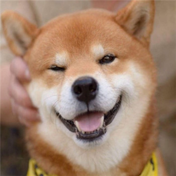 柴犬情侣头像一左一右_WWW.TQQA.COM
