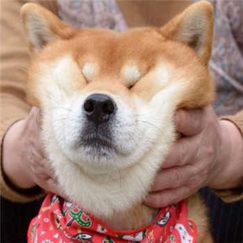 柴犬情侣头像一左一右_WWW.TQQA.COM