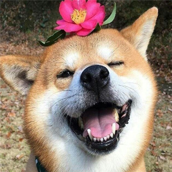 柴犬情侣头像一左一右_WWW.TQQA.COM